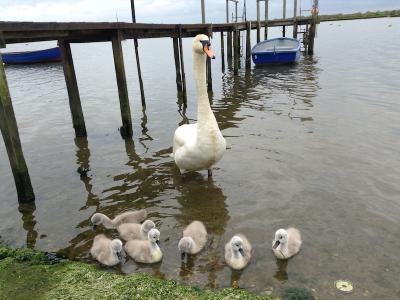 cygnets.JPG